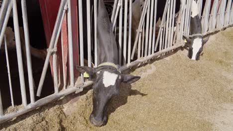 Cows-feeding-process-on-modern-farm