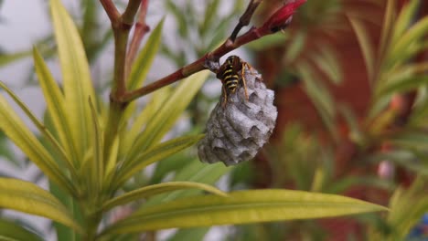 foto macro de una avispa construyendo su nido en una flor para poner huevos en ella