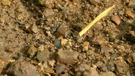 leafcutter ant carrying dried rolled up yellow leaf across tiny rock on ground