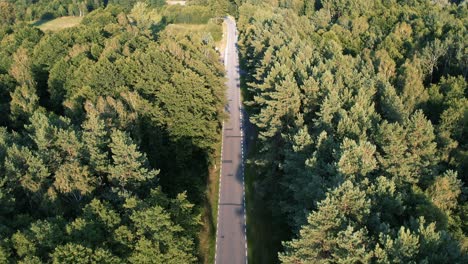 the road through the middle of the forest