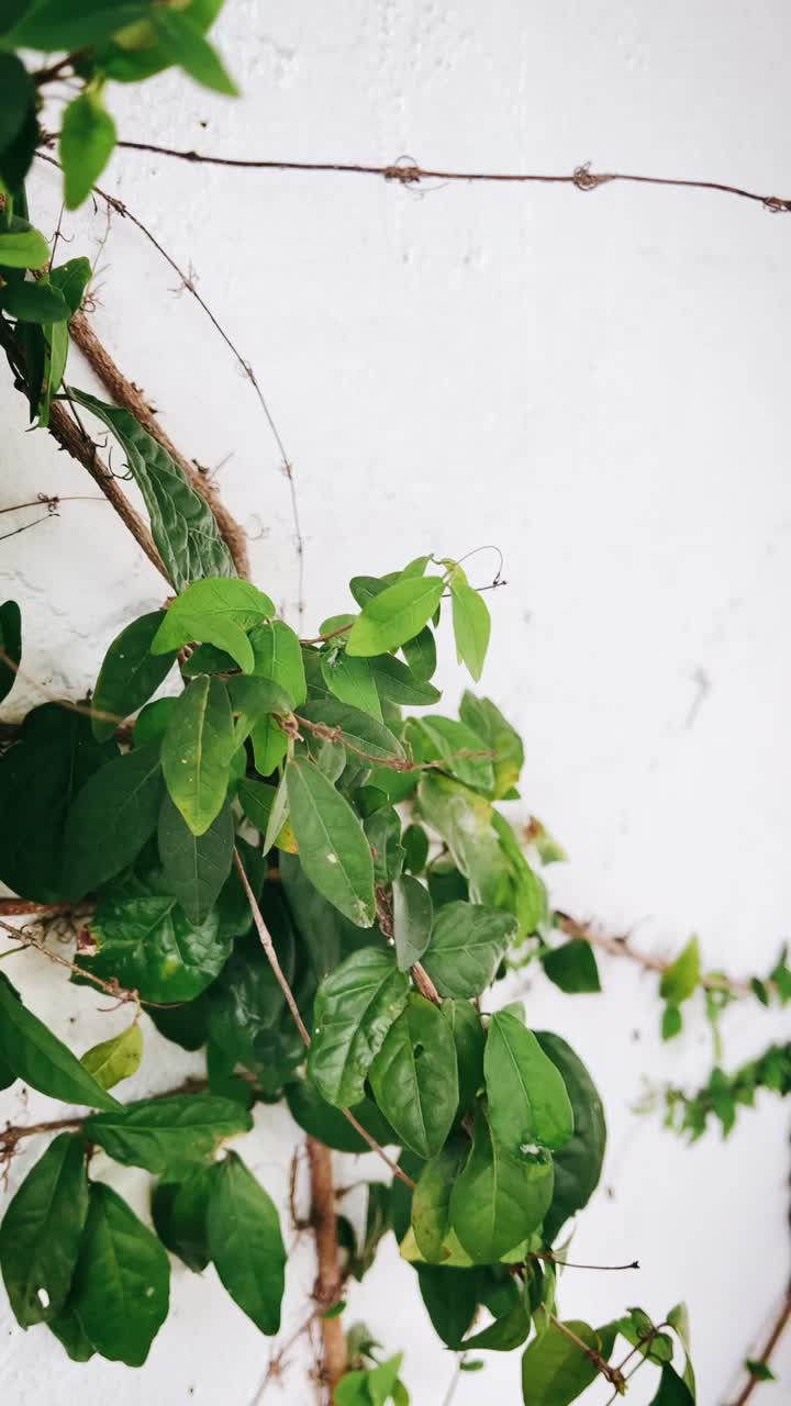 Green Vine on a White Wall