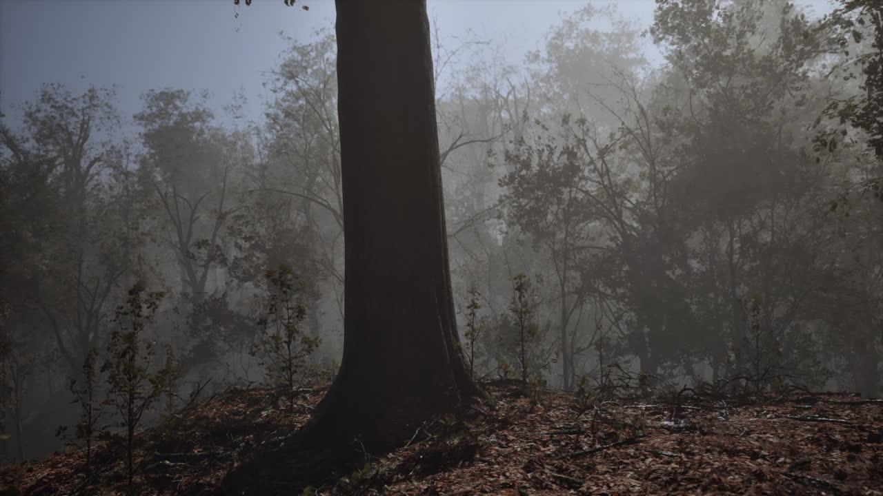 Misty Forest with Tree Trunk