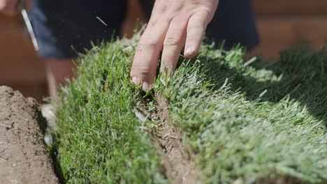 gardener laying a roll of natural lawn turf