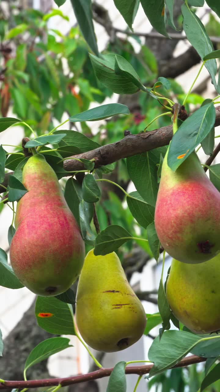 Pears growing on a tree with green leaves in a garden