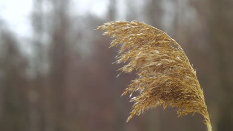 Dry-beige-reed-steam-on-the-wind,-reed-plants-near-the-lake-Liepaja-coastline,-calm-sunny-spring-day,-closeup-shot