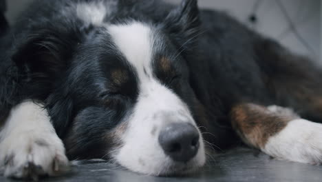 medium close up shot of a tired border collie on the floor