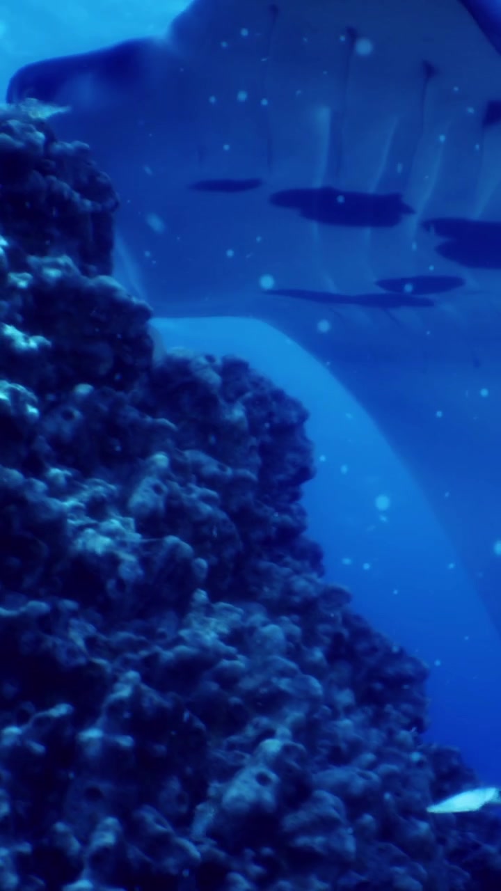 Scena di barriera corallina colorata nell'oceano con pesci che nuotano durante le ore diurne.