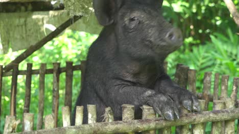 Aufnahme-Eines-Einheimischen-Schweins-In-Einem-Käfig.-Sie-Haben-Eine-Schwarze-Farbe-Und-Dienen-Den-Einheimischen,-Die-In-Den-Bergregionen-Asiens-Und-Auf-Den-Philippinen-Leben,-Als-Nahrungsquelle