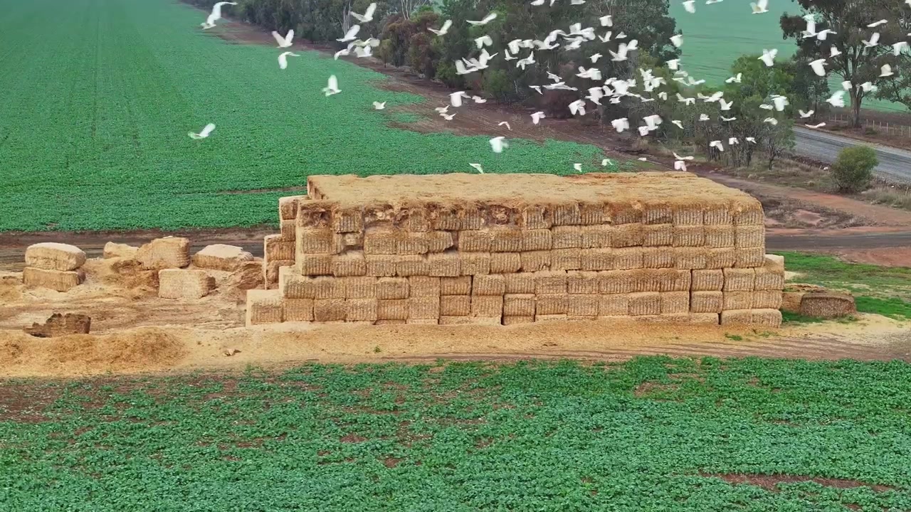 Cacatua bianchi volano sopra un grande pagliaio accanto a verdi campi agricoli di Yarrawonga