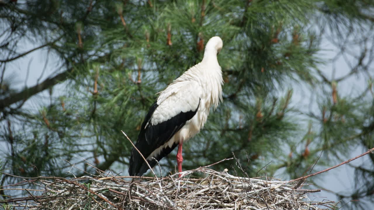 Oiseaux de Teich 07