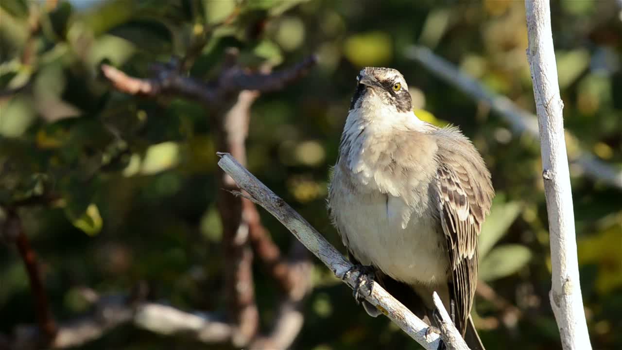 sinsonte de capucha endémica que se exhibe en punta suárez en la isla española en el parque nacional de las islas galápagos