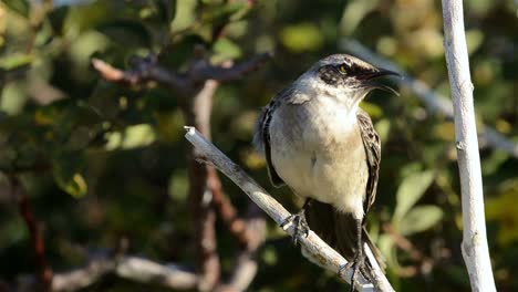 Endemische-Haube-Spottdrossel,-Die-Bei-Punta-Suarez-Auf-Der-Insel-Espanola-Im-Nationalpark-Der-Galapagos-Inseln-Angezeigt-Wird