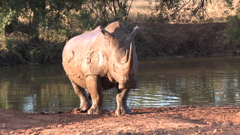 mud covered white rhino gets startled briefly then moves on