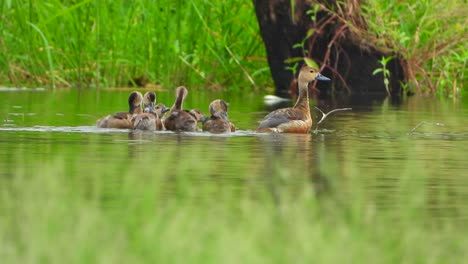 whistling-duck-chicks-in-pond