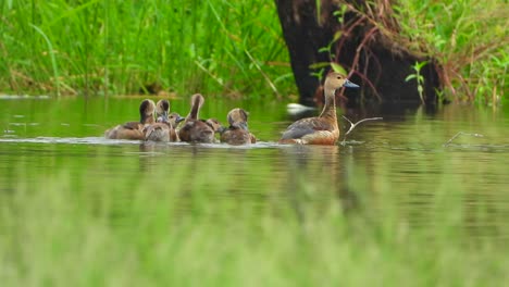 whistling duck chicks in pond