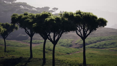 Volando-Sobre-Los-Campos-Que-Cubren-El-Vasto-Paisaje-Africano