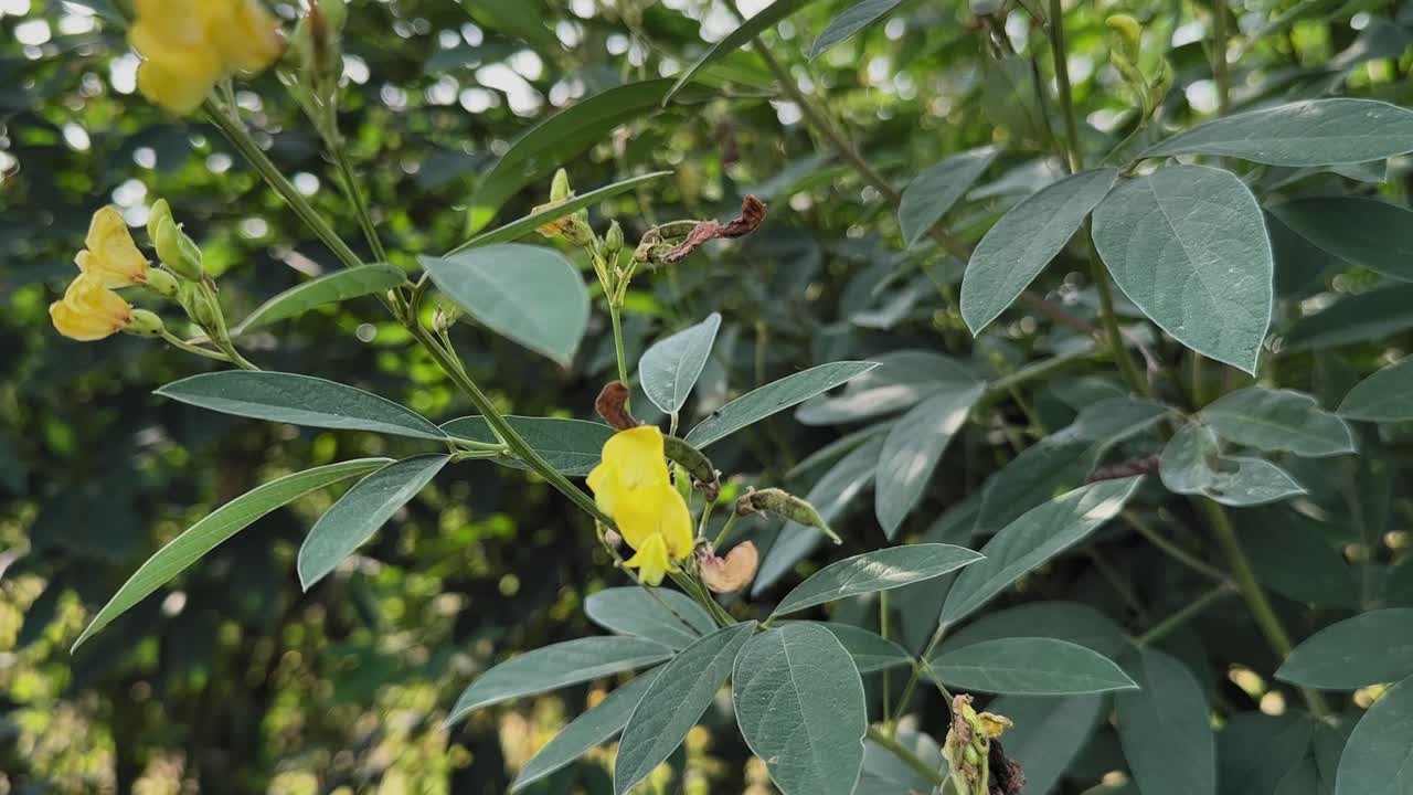Close-up of a toor dal plant with bright yellow blossoms and green pods among dense foliage, captured in soft natural light showcasing its fresh growth