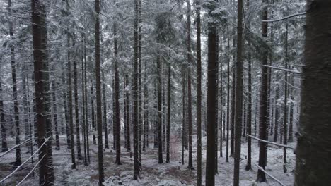 Moviéndose-Hacia-Atrás-Un-Denso-Bosque-De-Pinos-Cubierto-De-Nieve