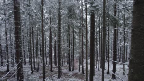 moving backward a dense pine tree forest covered in snow