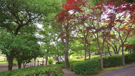 japanese maples begin to turn to fall colors in park