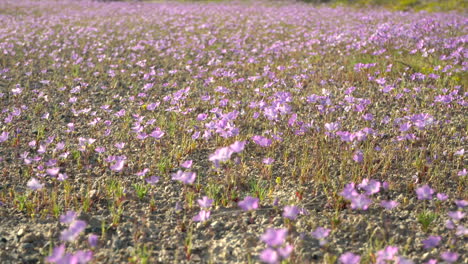 Hunderte-Von-Wunderschönen-Rosafarbenen-Wildblumen,-Die-Sich-In-Der-Kalifornischen-Mojave-Wüste-Im-Wind-Winden