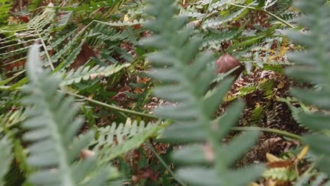 planta de helecho en el bosque