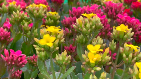 clusters of bright succulent sedum flowers growing in the desert in spring