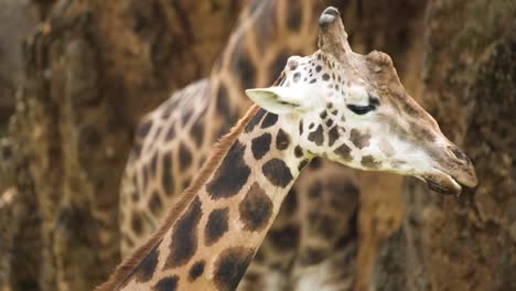 animales en el zoológico 92
