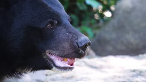 un oso explorando su hábitat en chonburi, tailandia