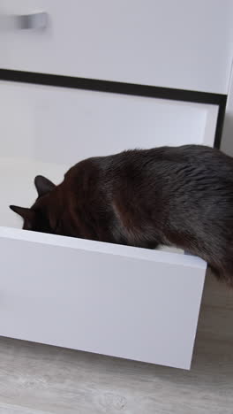 beautiful black cat exploring the drawer. kitty climbing inside the drawer to check something. close up. vertical video