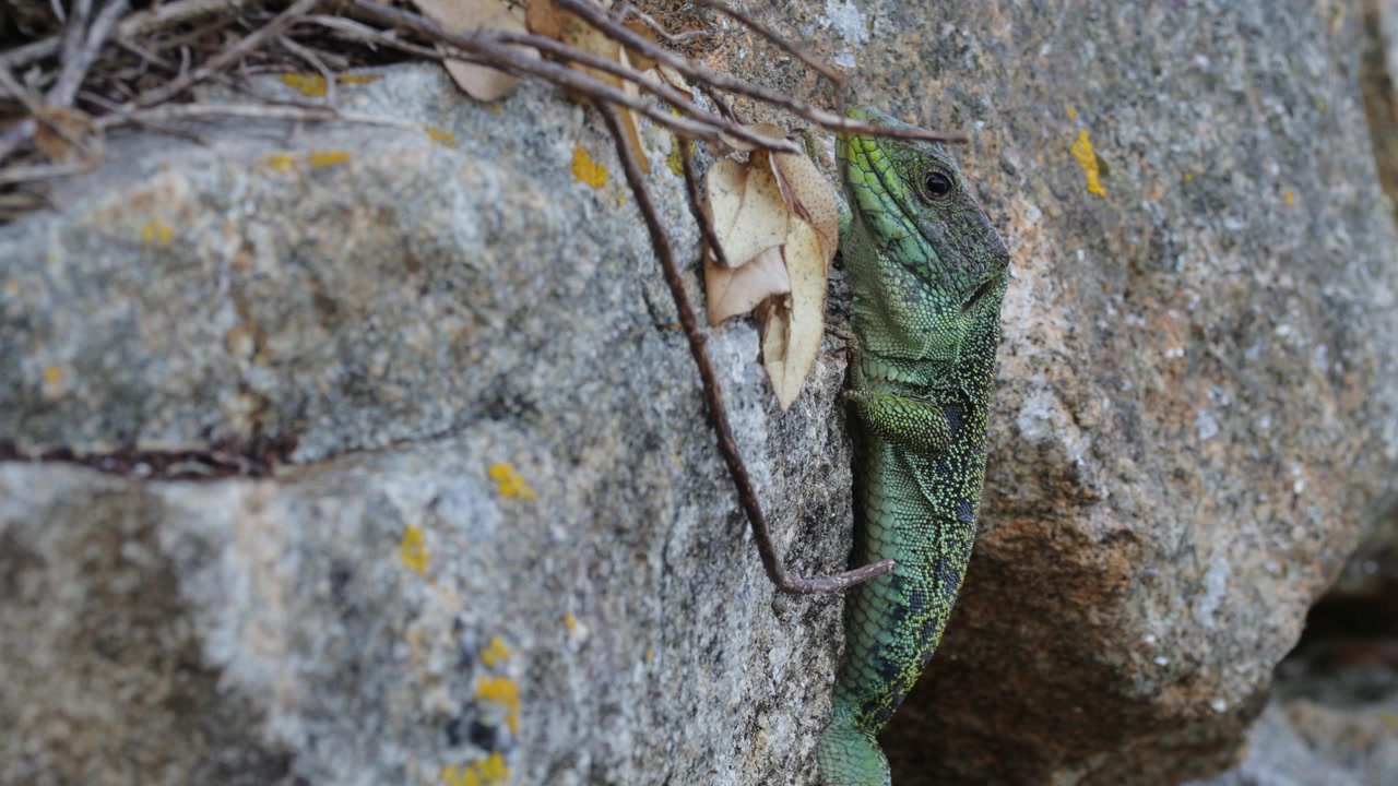 Iberian Ocelated Lizard (Timon lepidus ibericus) Camouflaged on Rocky Terrain – Wildlife Documentary Footage