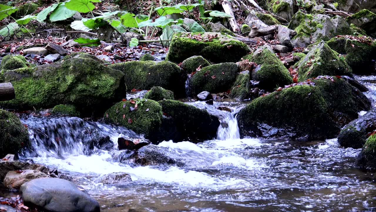 water stream in forest, Nature loop background with sound included