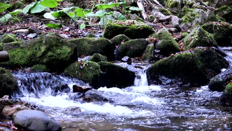 water stream in forest, nature loop background with sound included