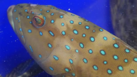 live raw fresh spotted grouper fish in water bucket for sale in thailand fish market