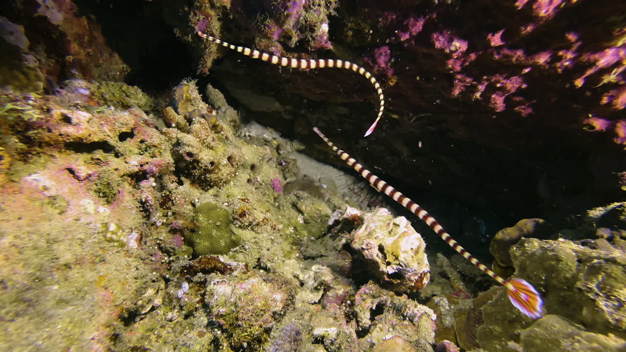 Two ringed pipefish perform a mating dance next to a coral block. The male carries the eggs the female had just handed him on his belly