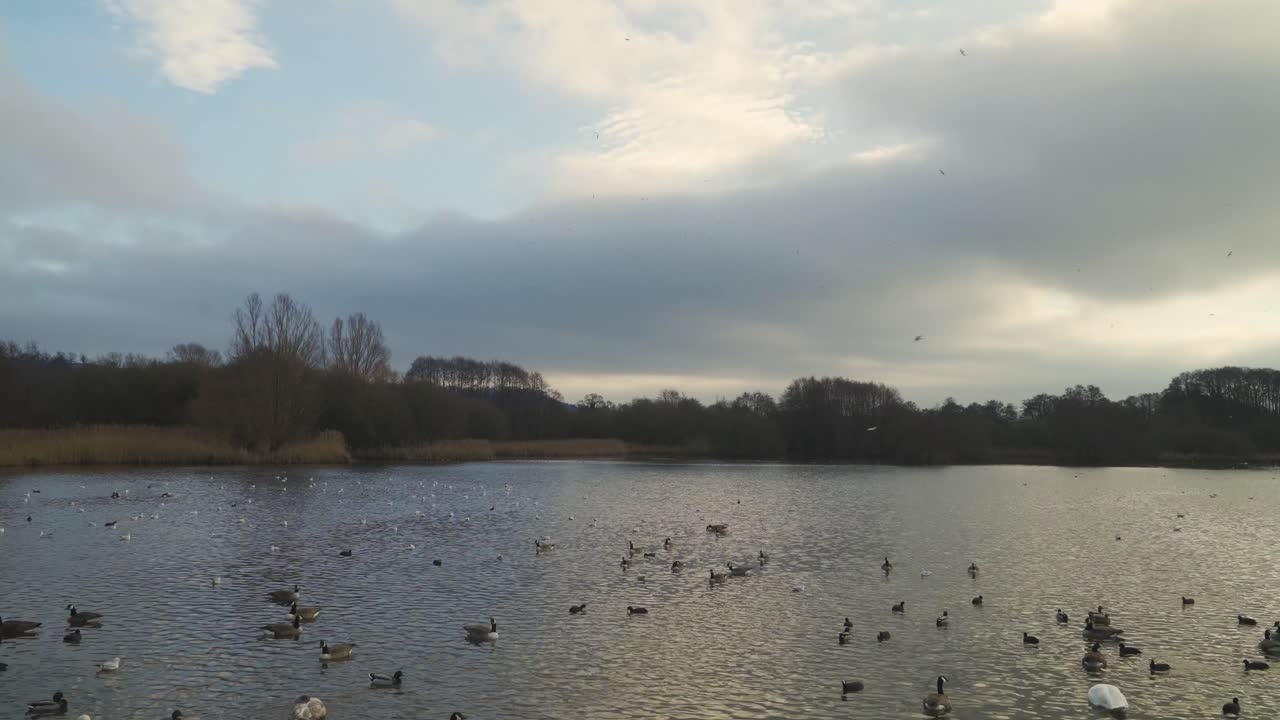 츄 밸리, 서머셋, 영국, 2019년 12월 30일: 츄 밸리 저수지에서 헤엄치는 다양한 물새