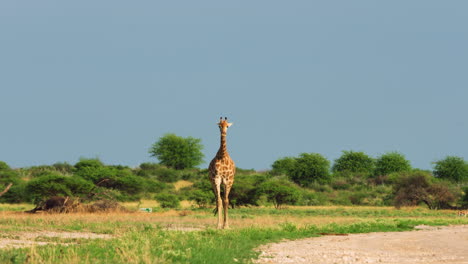 jirafa caminando en una reserva de caza en botswana - plano general