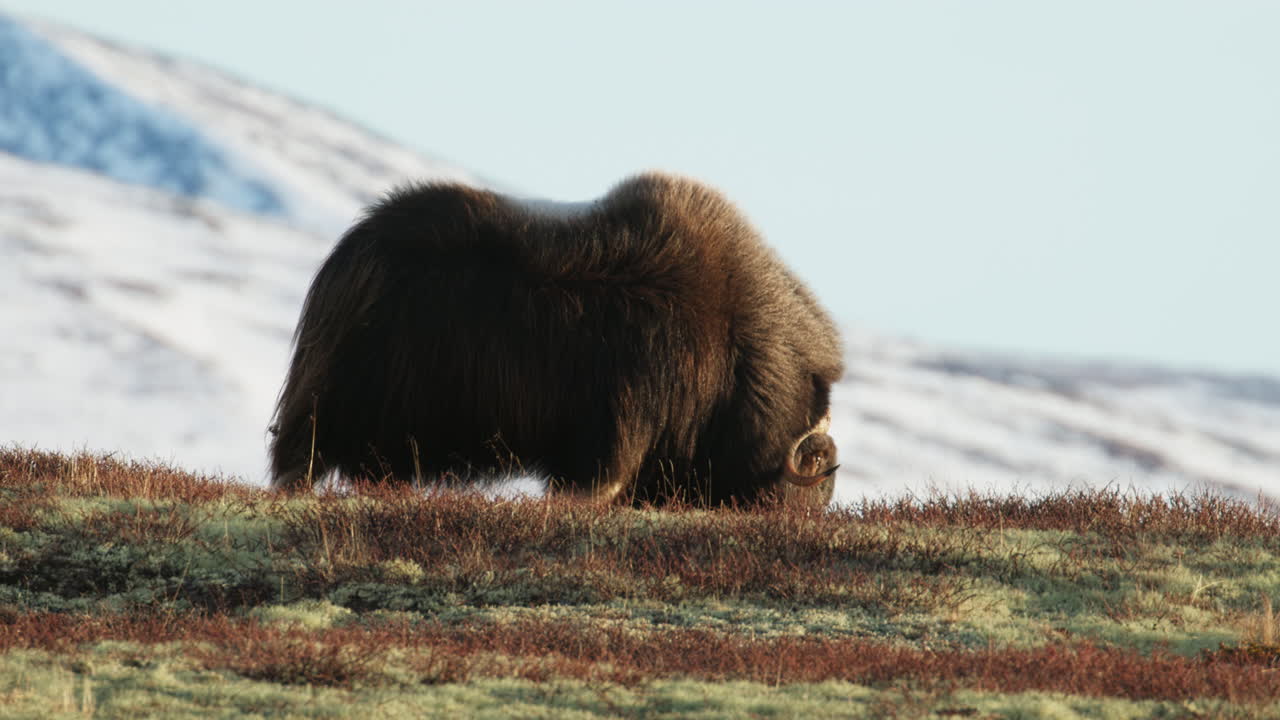 Single musk oxen bull graze on Dovrefjell winter mountain in sunshine