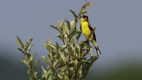 A-male-American-Golden-trying-to-stay-perched-in-a-tree-that-is-being-bounced-in-the-wind