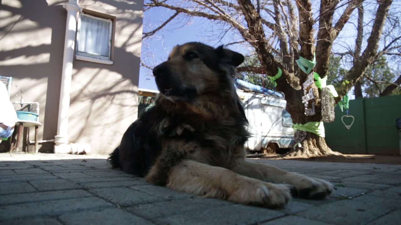 perro perezoso siendo solo un perro