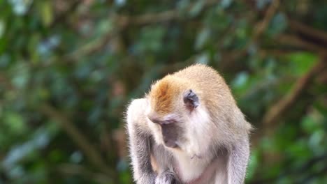 close up shot of a wild long-tailed macaque, macaca fascicularis sits on top of the fence, wondering around its surroundings against green foliage blurred background and slowly walk away