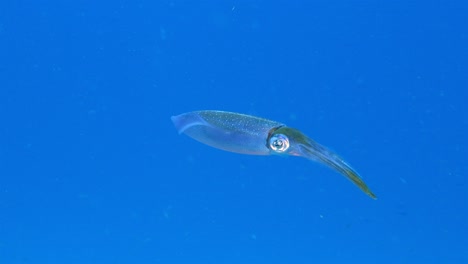 caribbean reef squid in the coral reef of caribbean sea around curacao