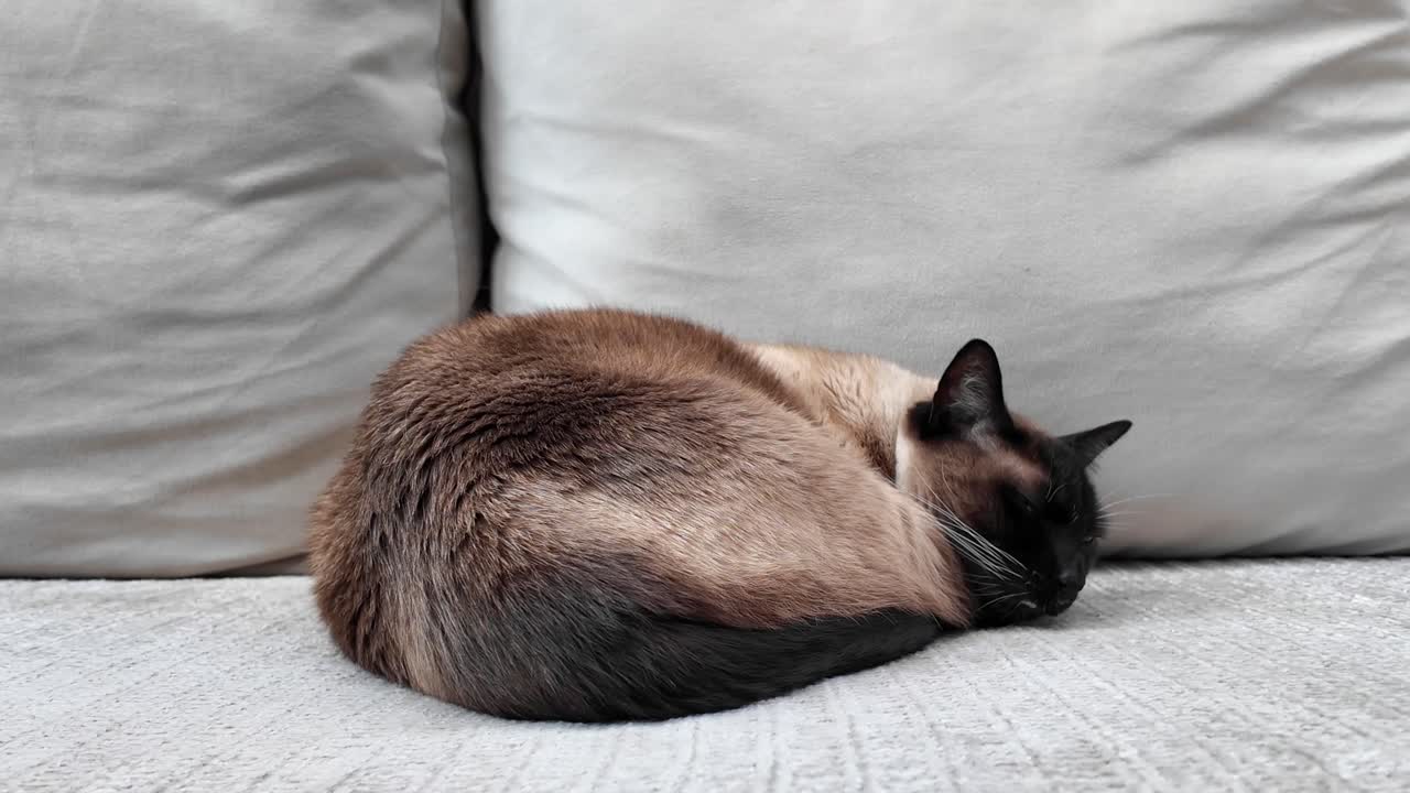 Bellissimo gatto siamese marrone si addormenta su un divano grigio