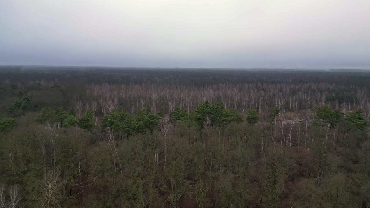 어고 우울한 분위기에서 안개 숲 근처의 도로에서 운전하는 자동차. 경이로운 공중 전망 비행 오버플라이 오버 드론