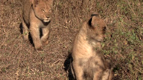 Cachorro-De-León-Acercándose-Para-Sentarse-Con-Su-Hermano-En-El-Monte