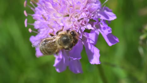 Wilde-Braune-Bienenarten-Apis-Mellifera-Sammeln-Nektar-Und-Pollen-In-Lila-Blüten,-Makro