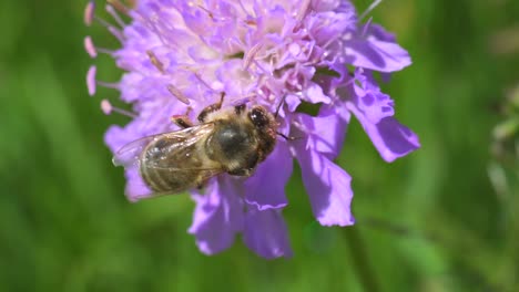 wild brown bee species apis mellifera collecting nectar and pollen in purple flower,macro