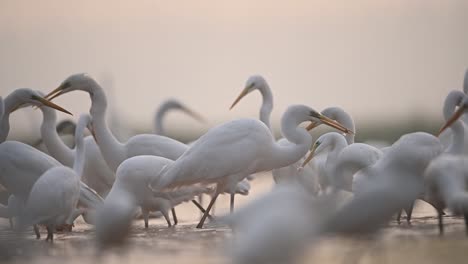 flock of great egrets bird feeding on fish in shallow pond water in misty morning