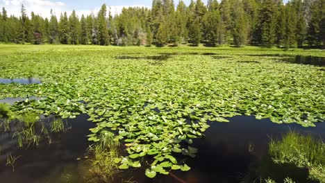 una vista panorámica de un lago lleno de nenúfares en el bosque nacional bighorn, wyoming, en un día de verano