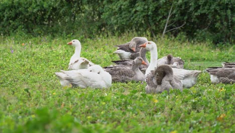 Geese-on-the-farm-at-spring